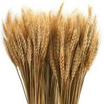 Dried Wheat