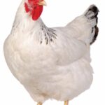 Paper Cutout - Rooster