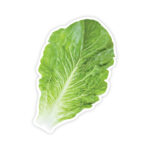 Paper Cutout - Lettuce