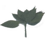 rose leaves, 1/2"x1", 12/pk